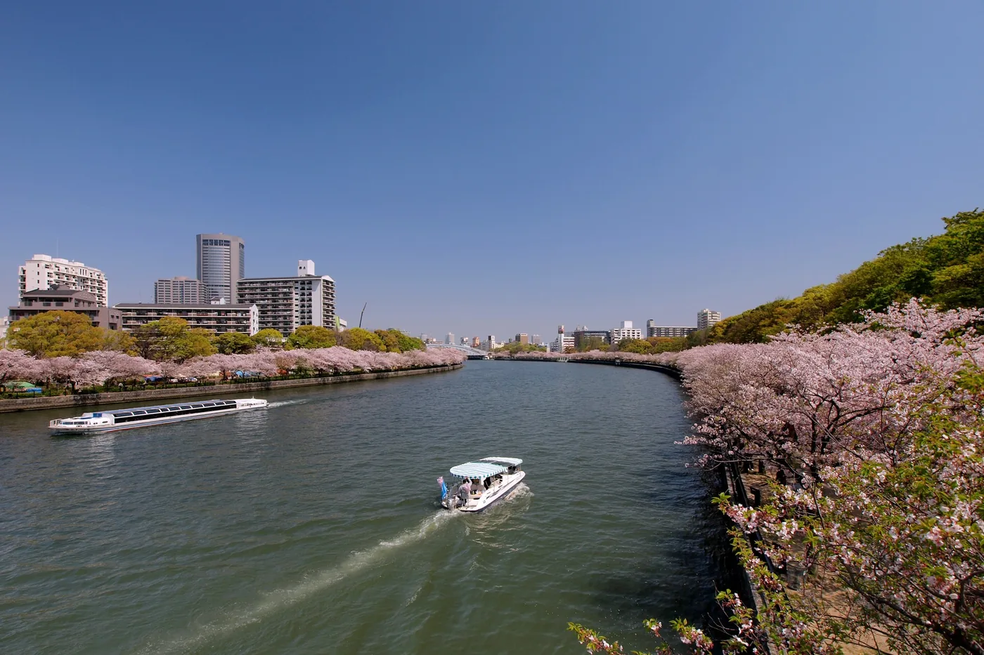 大川を進む船と両岸の桜