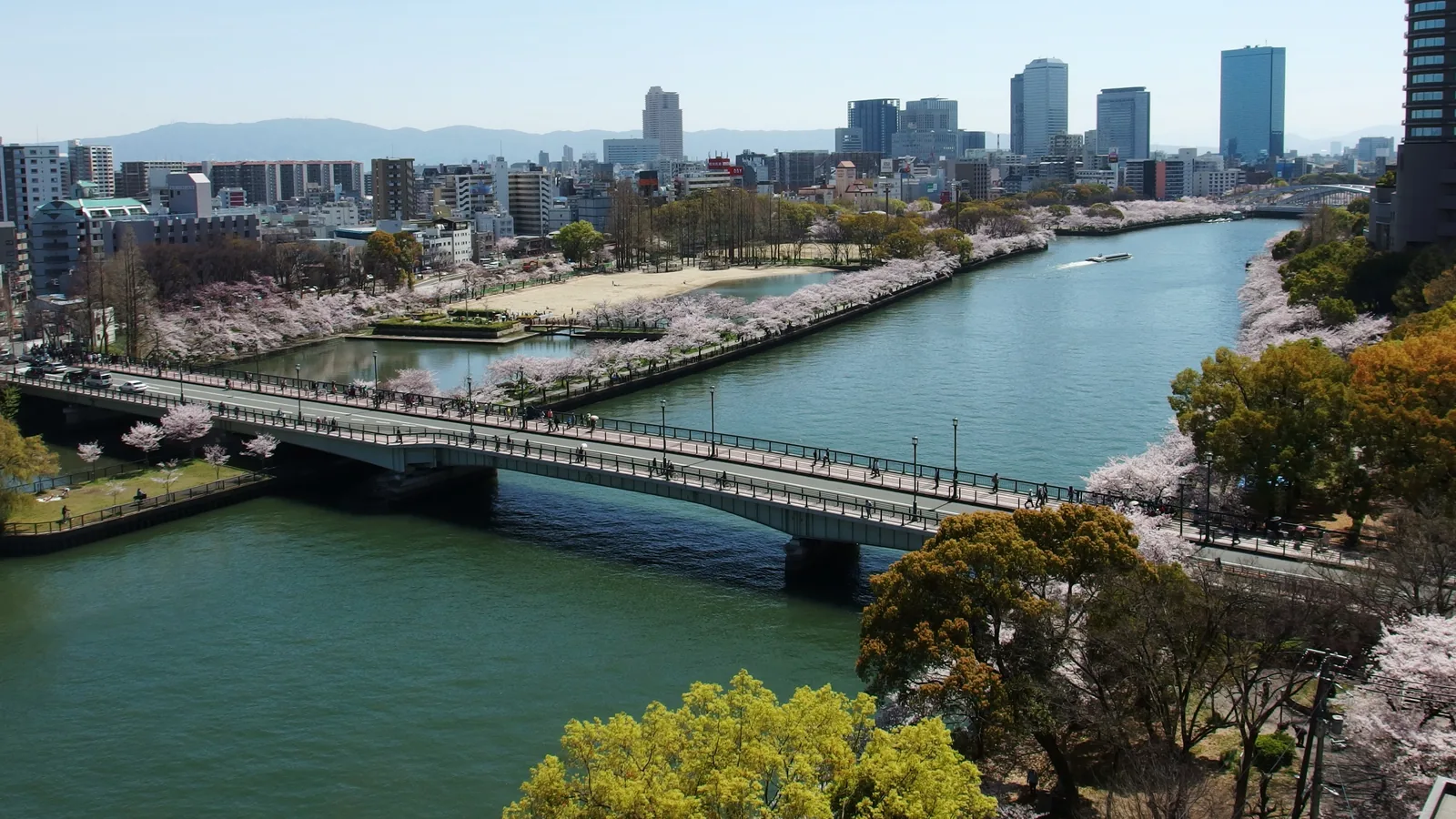 源八橋と大川に沿って続く桜並木